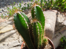 Los Cactus